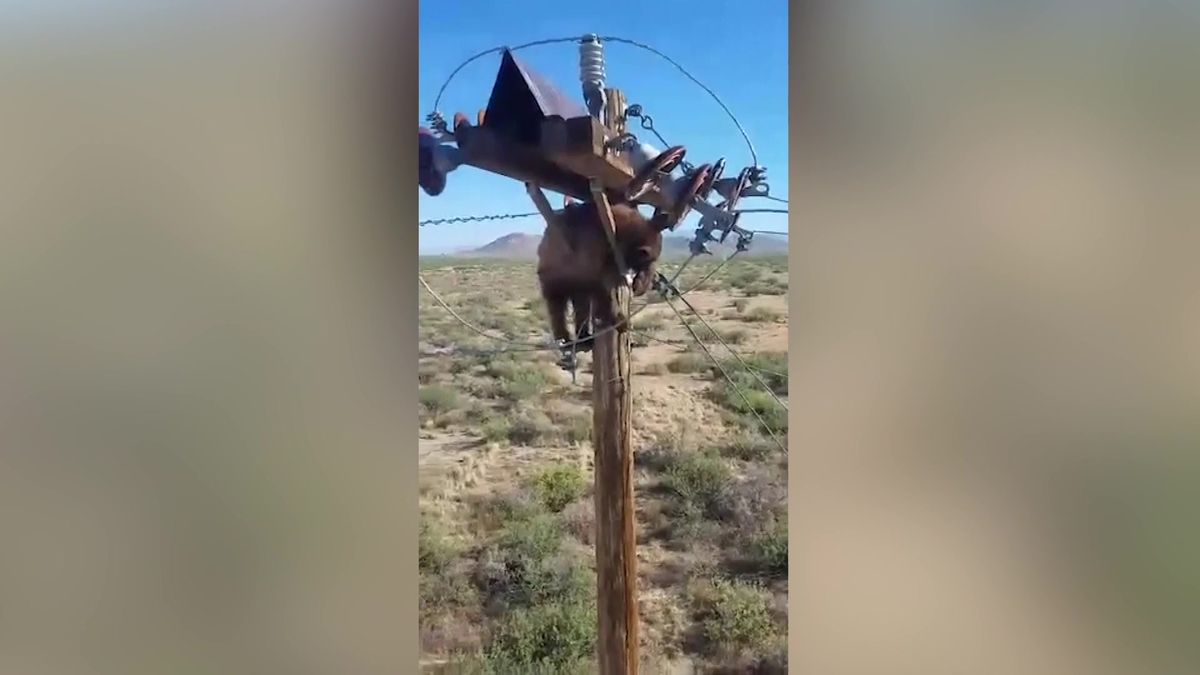 Video: V Arizoně byli 15 minut bez proudu. Mohl za to medvěd v drátech